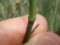 Ephedra foeminea