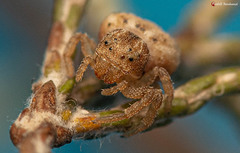 Holopelus albibarbis