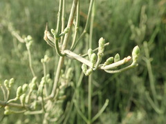 Ephedra foeminea