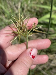 Cyperus articulatus