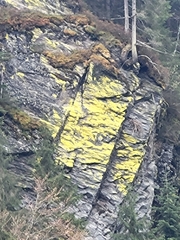 Chrysothrix chlorina