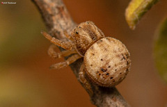 Holopelus albibarbis