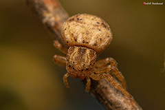 Holopelus albibarbis