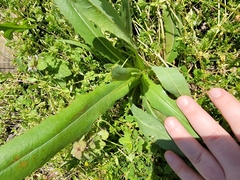 Lactuca