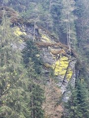 Chrysothrix chlorina