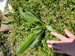 Lactuca