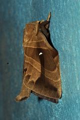 Lebeda nobilis