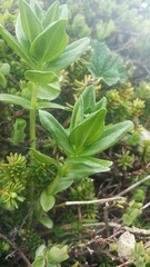 Gentiana platypetala