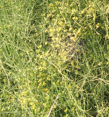 Ephedra foeminea