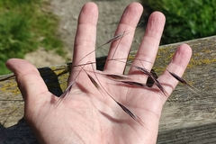 Bromus sterilis