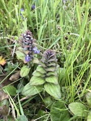 Ajuga × pseudopyramidalis
