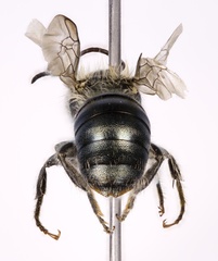 Osmia distincta