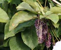 Lonchocarpus phaseolifolius