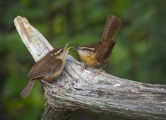 Carolina Wren photo 6