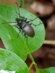 Capnochroa fuliginosa