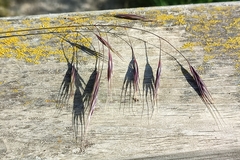 Bromus sterilis