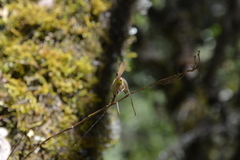 Epidendrum longipetalum