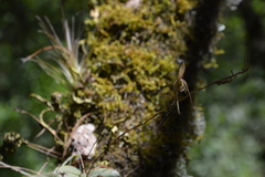 Epidendrum longipetalum