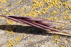 Bromus sterilis