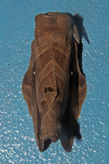 Lebeda nobilis