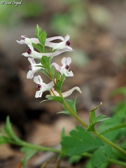 Corydalis triternata