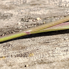 Bromus sterilis