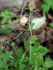 Corydalis triternata