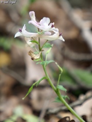 Corydalis triternata