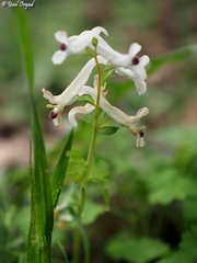 Corydalis triternata