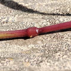 Bromus sterilis