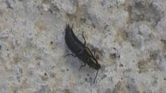 Philonthus cognatus