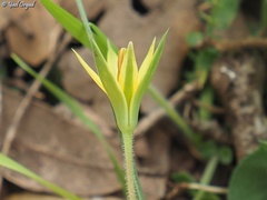 Gagea commutata
