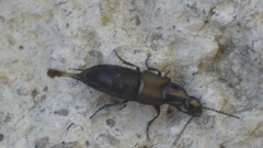 Philonthus cognatus