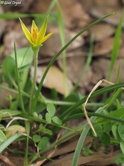 Gagea commutata