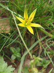 Gagea commutata