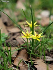 Gagea commutata