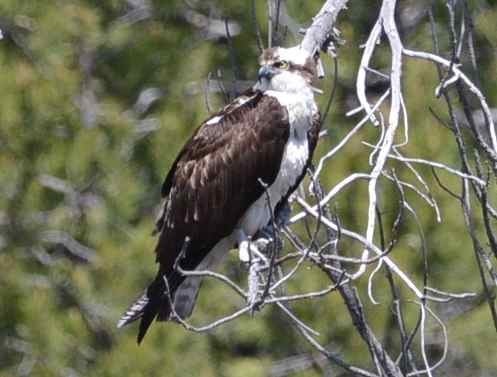 iNaturalist observation photo of Osprey