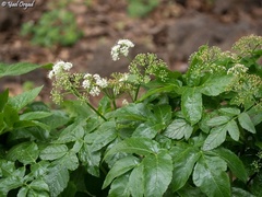 Lecokia cretica
