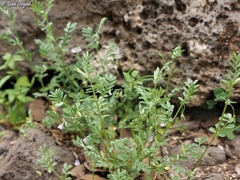 Vicia lens odemensis