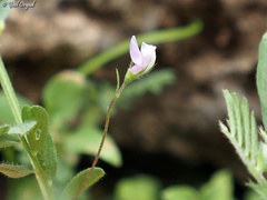 Vicia lens odemensis
