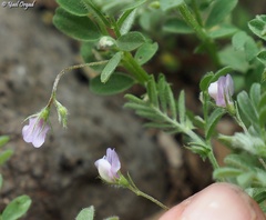 Vicia lens odemensis