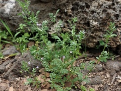 Vicia lens odemensis