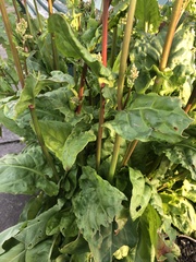 Rumex rugosus