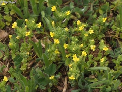 Parentucellia flaviflora