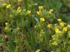 Parentucellia flaviflora