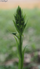 Platanthera holmboei