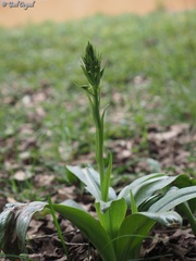 Platanthera holmboei