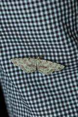 Ophthalmitis herbidaria