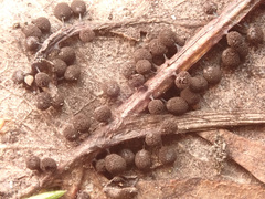 Lamproderma arcyrioides