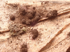 Lamproderma arcyrioides